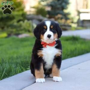 Nala, Bernese Mountain Dog Puppy
